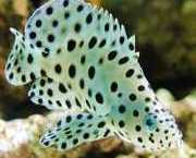 Cromileptes altivelis Mérou à hautes voile