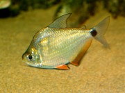 Ctenobrycon spilurus hauxwellianus Characin cu spate înalt