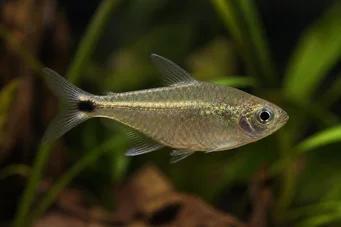 Ctenobrycon spilurus hauxwellianus (Characin cu spate înalt)