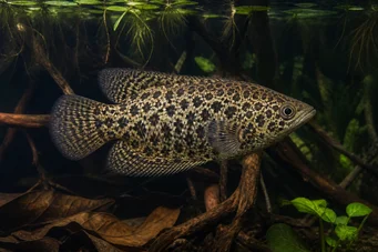 Ctenopoma acutirostre Ctenopoma leopard