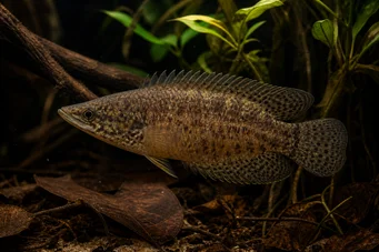 Ctenopoma oxyrhynchus Păun
