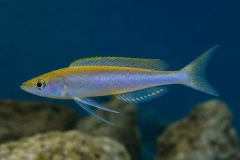 Cyprichromis leptosoma (Ciprichromis leptosom)