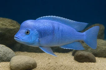 Cyrtocara moorii (Haplo albastru)