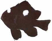 Dascyllus trimaculatus Trei spoturi