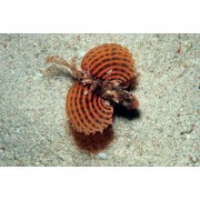 Dendrochirus brachypteru... Pitic