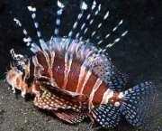 Dendrochirus zebra Scor pitic