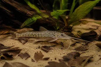 Dianema longibarbis Portohole Catfish