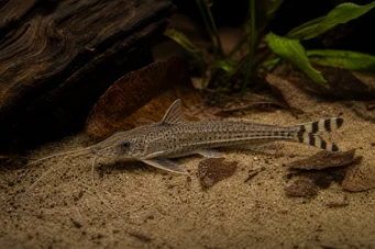 Dianema urostriata In dungi