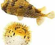 Diodon holocanthus Suflantă spină