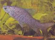 Distichodus notospilus Distichness Shad