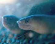 Echidna rhodochilus Zid de apă dulce