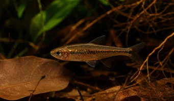 Elachocharax georgiae Tetrager pitic