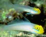 Eleotrides strigatus Obrajii albaștri mătăsoși