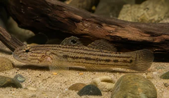 Eleotrides strigatus Obrajii albaștri mătăsoși