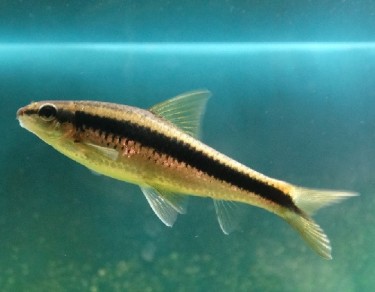 Epalzeorhynchus siamensi... Voloasă de volan siamez...