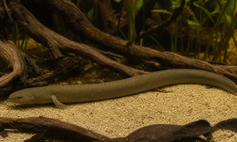 Erpetoichthys calabaricus Proxenet