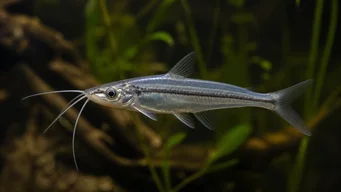 Eutropiellus debauwi Eutropiellus DeBauwi