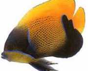 Euxiphipops navarchus Eveniment japonez