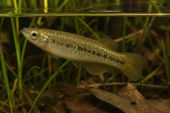 Fundulus chrysotus Killi cu urechi de aur