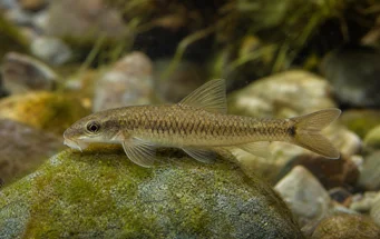 Garra cambodgiesis (Pièrres lins)