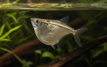 Gasteropelecus sternicla (Argint)