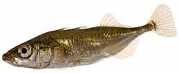 Gasterosteus aculeatus Trei epinoche de rasă