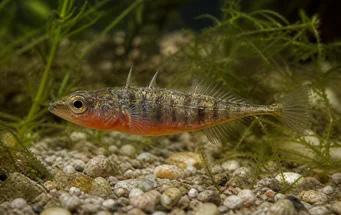 Gasterosteus aculeatus (Trei epinoche de rasă)