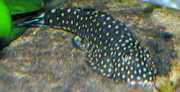 Gastromyzon punctulatus Loche punctat