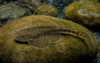 Gastromyzon punctulatus (Loche punctat)