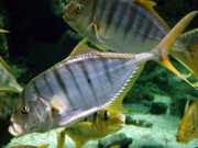 Gnathanodon speciosus Valet