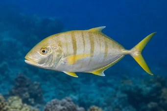 Gnathanodon speciosus Valet