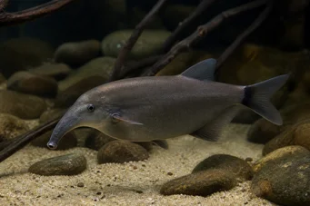 Gnathonemus elephas Tricolor