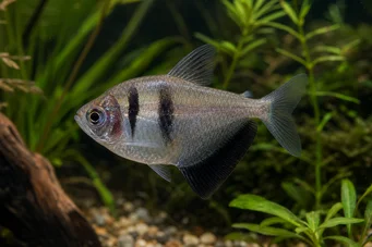 Gymnocorymbus ternetzi