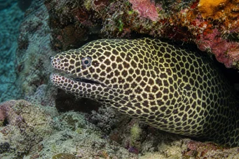 Gymnothorax favagineus Zidul leopardului