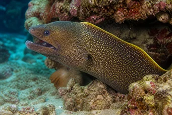 Gymnothorax flavimarginatus Perete de margine galbenă