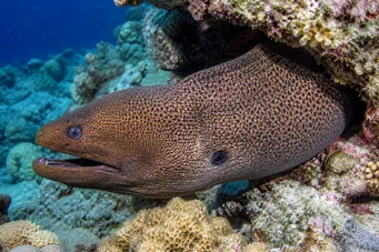 Gymnothorax javanicus Zidul uriaș