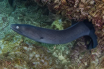 Gymnothorax monochrous Zidul gri