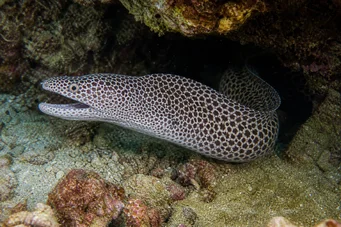 Gymnothorax rueppelliae Headboard galben