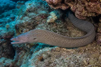 Gymnothorax undulatus Zid ondulat