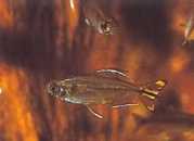 Hemigrammopetersius caud... Congo tetra cu galben