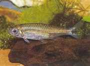 Hemigrammopetersius pulc... African Tetra-născut