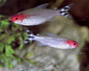 Hemigrammus bleheri Tetra gura roșie