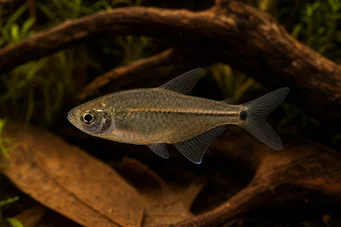 Hemigrammus hyanuary (Neon verde sau tetra-costello)