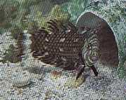 Hemipteronotus taeniourus Labre mascat