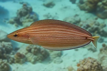 Hemipteronotus taeniourus Labre mascat