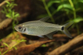 Hemigrammus caudovittatus / Hyphessobryc (Tetra de diamant)