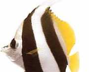 Heniochus acuminatus Bifează