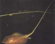 Himantura oxyrhynchus Linie indo-australiană