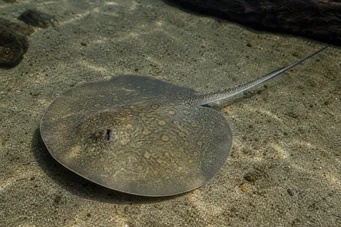 Himantura oxyrhynchus (Linie indo-australiană)
