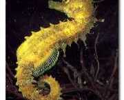 Hippocampus guttulatus Hipocampul mediteranean